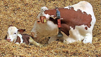 Wellnessbauernhof Bayerischer Wald